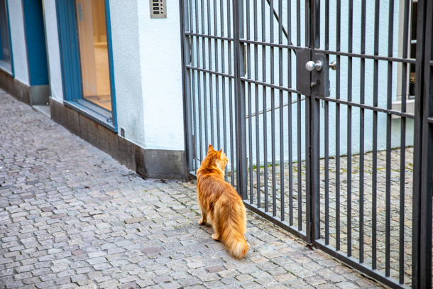 A Furry Local 